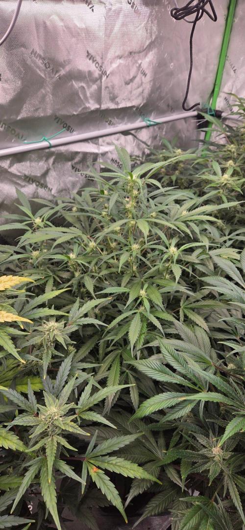 First Pollen Project Part 2 The Mothers. Week 9 - Blueberry Auto #2 x Blueberry Auto 