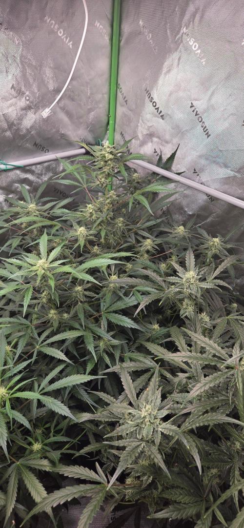 First Pollen Project Part 2 The Mothers. Week 9 - Blueberry Auto #3 x Frostbanger Auto f4 