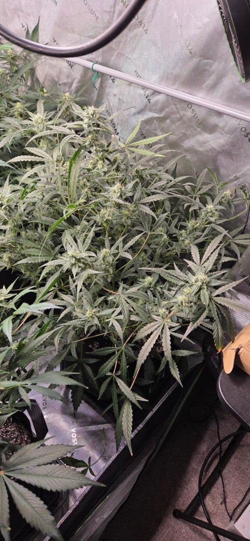 First Pollen Project Part 2 The Mothers. Week 9 - Gelato 41 Auto Auto BX x Gelato 41 Auto BX 