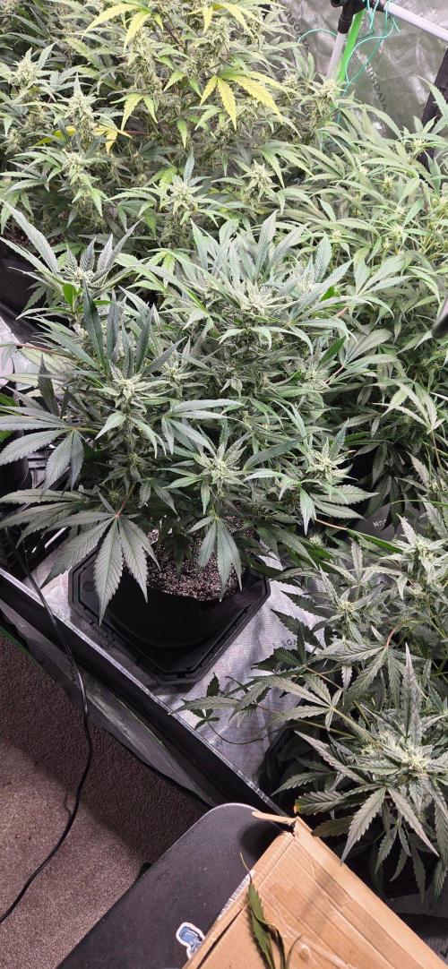 First Pollen Project Part 2 The Mothers. Week 9 - Frostbanger Auto f4 ( The Mutant ) x Frostbanger Auto f4 