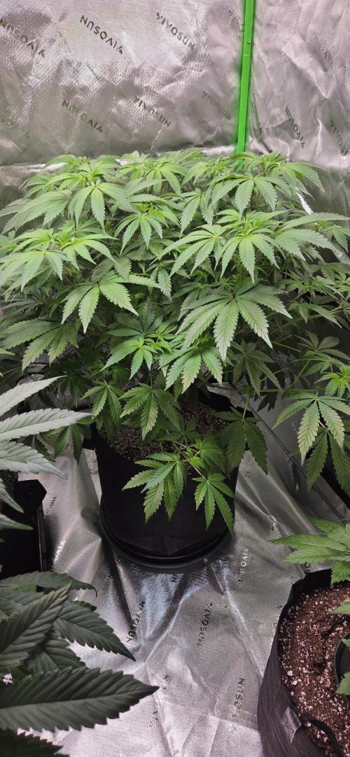 Mandarin Cookies V2. Week 9