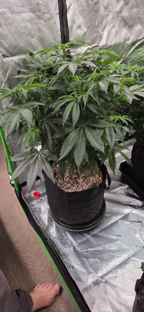 Blood Moon Gelato Limited Edition. Week 9