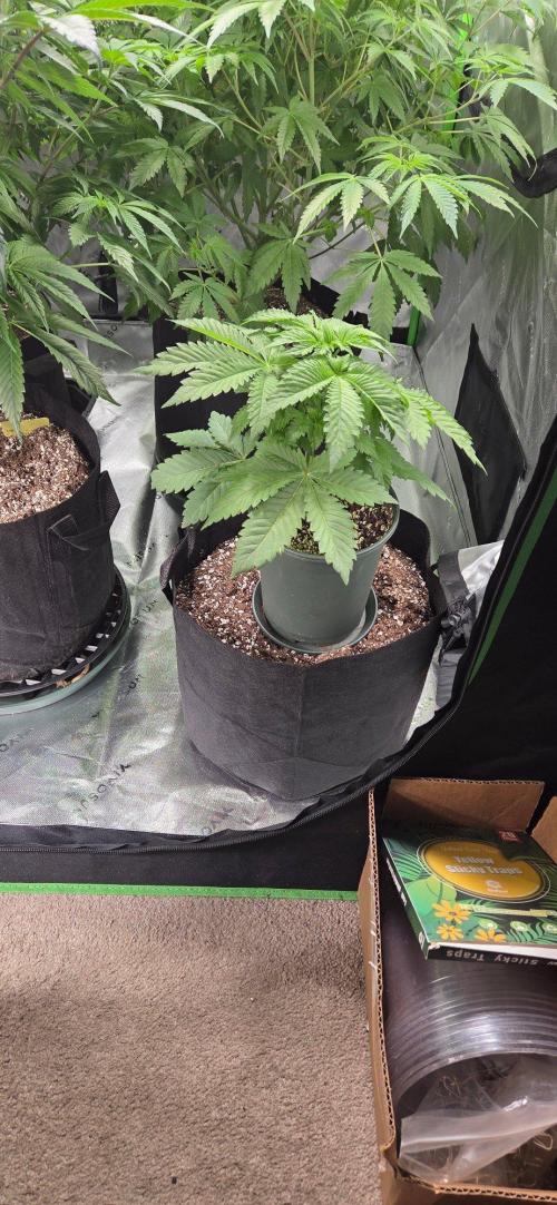 Grow Tent S848 96x48x80. Week 6