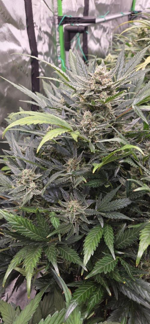 Jealousy for Smoke, Selfie and Crossing. Week 9
