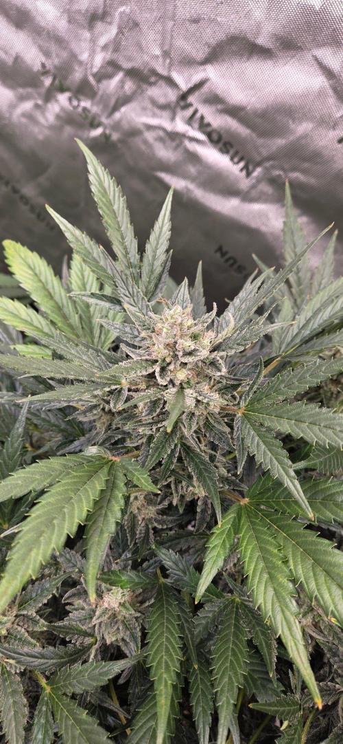 Jealousy for Smoke, Selfie and Crossing. Week 9