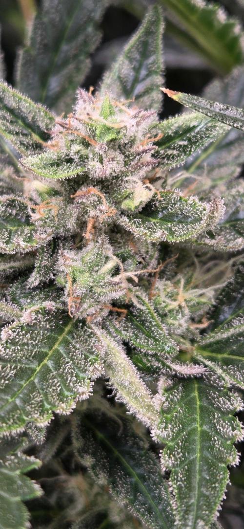 Jealousy for Smoke, Selfie and Crossing. Week 9