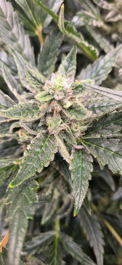 Jealousy for Smoke, Selfie and Crossing. Week 9