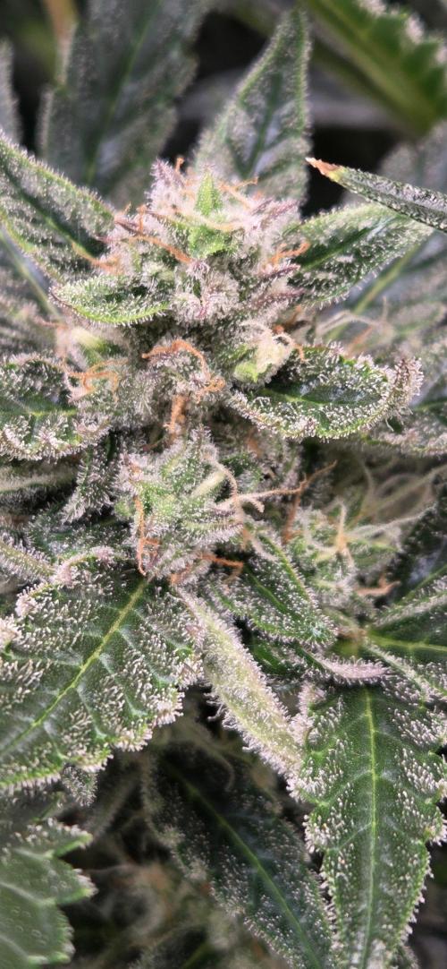 Jealousy for Smoke, Selfie and Crossing. Week 9