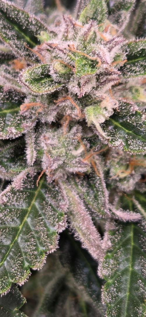 Jealousy for Smoke, Selfie and Crossing. Week 10