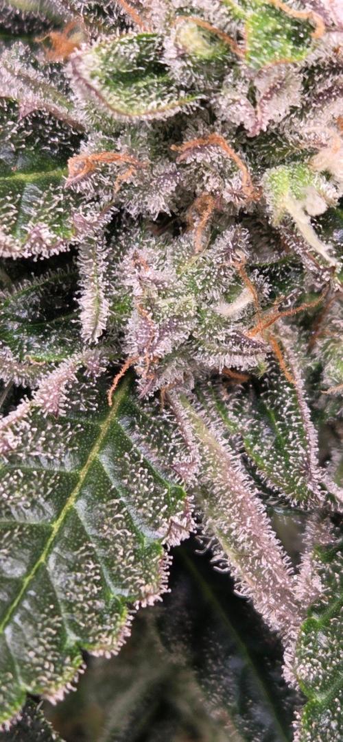 Jealousy for Smoke, Selfie and Crossing. Week 10