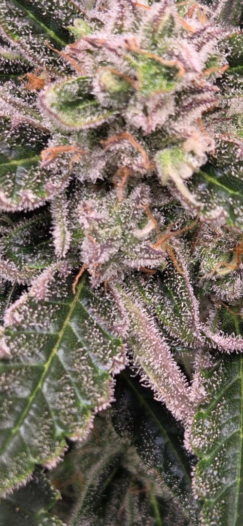 Jealousy for Smoke, Selfie and Crossing. Week 10