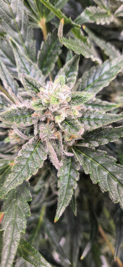 Jealousy for Smoke, Selfie and Crossing. Week 10