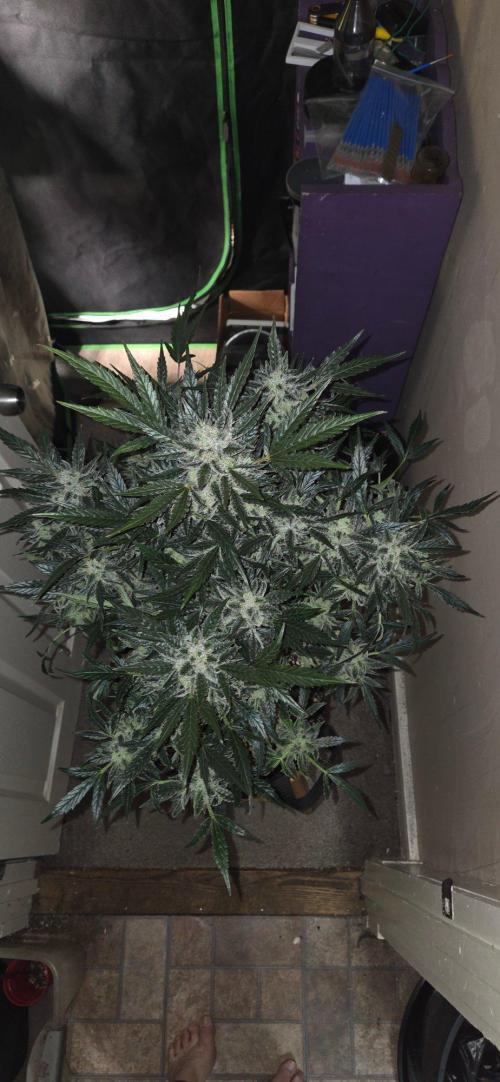 Jealousy for Smoke, Selfie and Crossing. Week 10