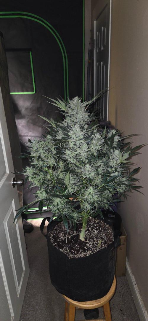 Jealousy for Smoke, Selfie and Crossing. Week 10