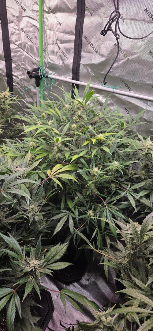 First Pollen Project Part 2 The Mothers. Week 10 - Blueberry Auto #2 x Blueberry Auto 