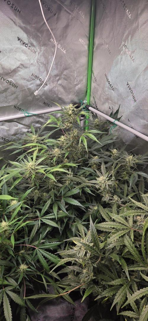 First Pollen Project Part 2 The Mothers. Week 10 - Blueberry Auto #3 x Frostbanger Auto f4 