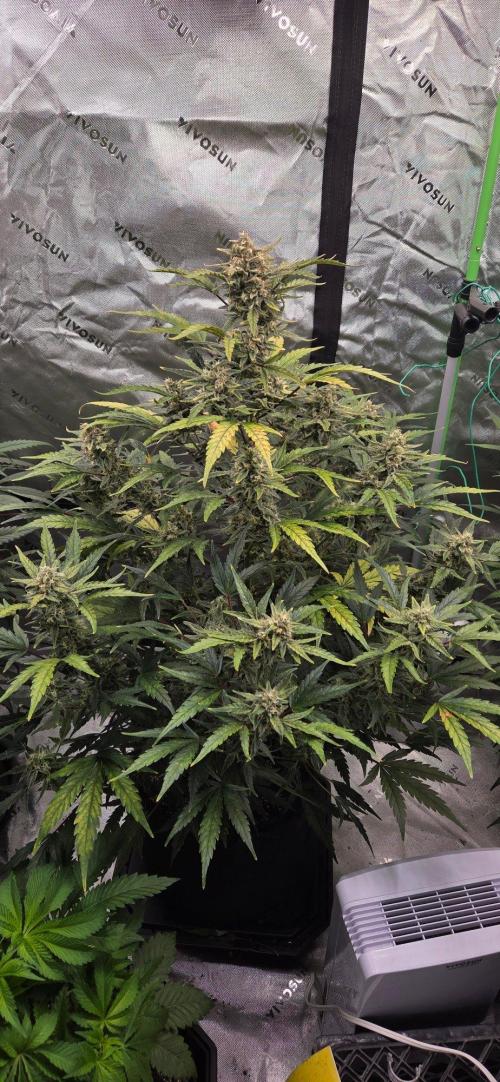 First Pollen Project Part 2 The Mothers. Week 10 - Blueberry Auto #1 x Lemon pie Auto 