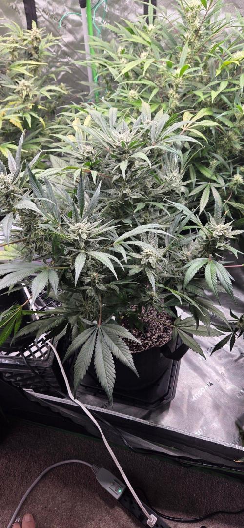 First Pollen Project Part 2 The Mothers. Week 10 - Frostbanger Auto f4 x Frostbanger Auto f4 mutant