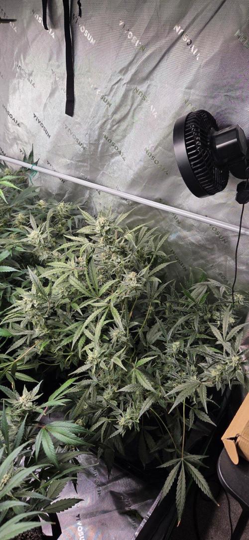First Pollen Project Part 2 The Mothers. Week 10 - Gelato 41 Auto BX x Gelato 41 Auto BX 