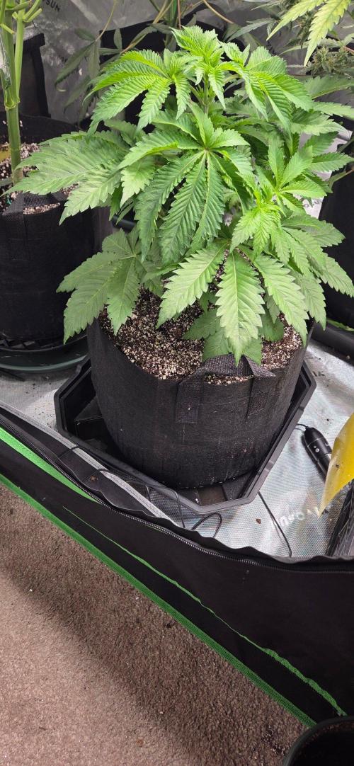 Grow Tent S848 96x48x80. Week 7
