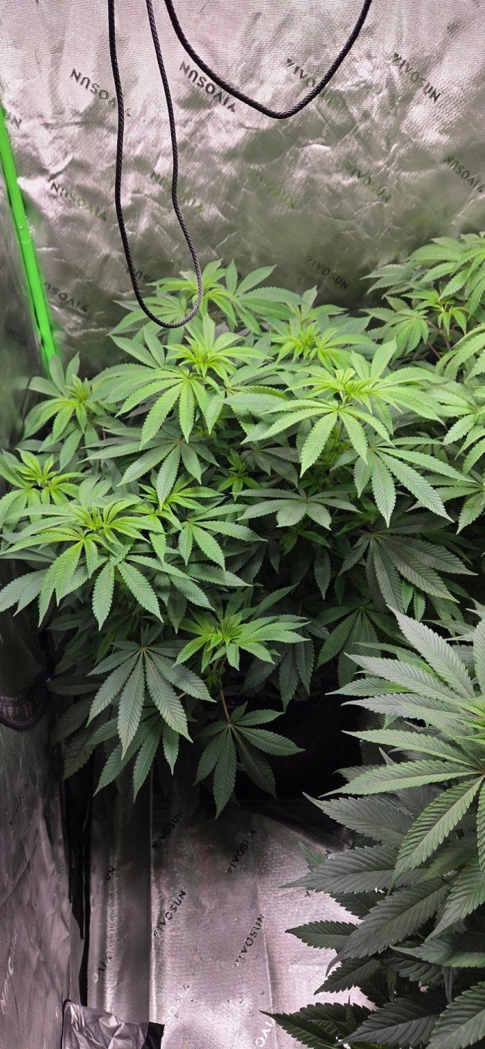 Nyc Diesel for Pollen, Selfie, Breeding. Week 12 - Getting big.