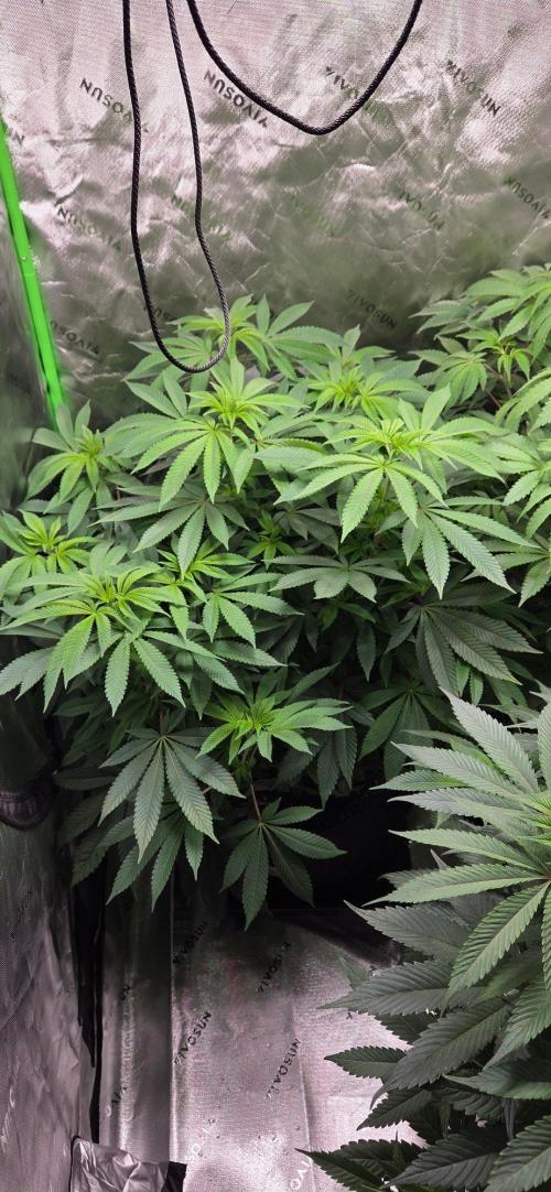 NYC Diesel. Week 12