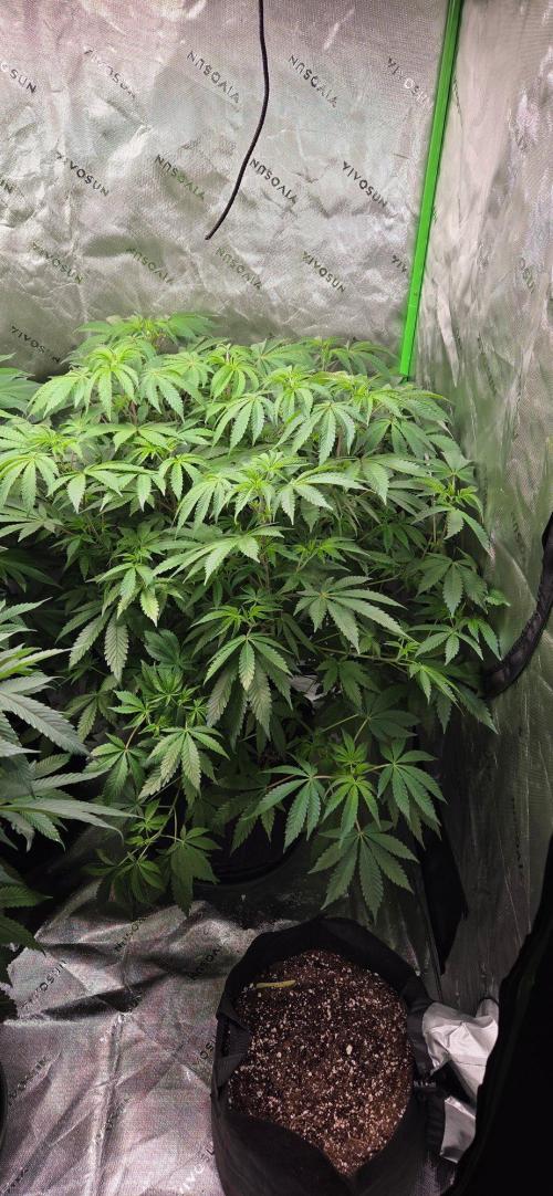 Mandarin Cookies V2. Week 10