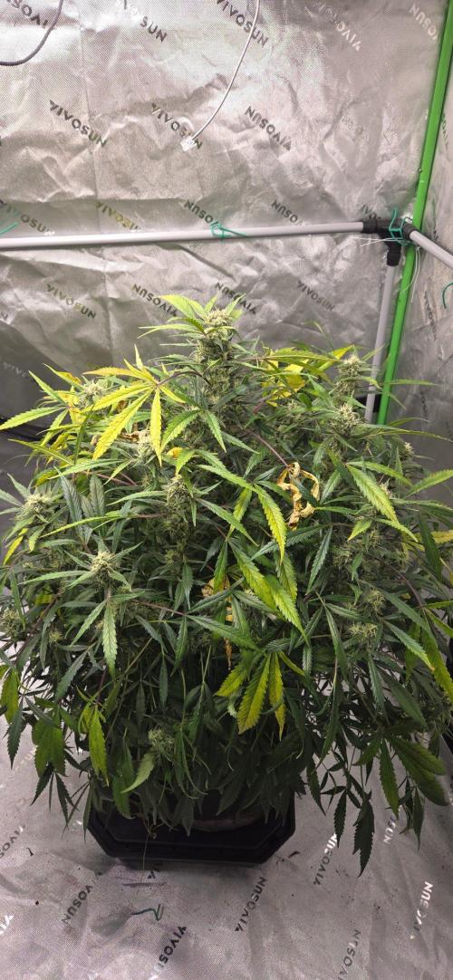 First Pollen Project Part 2 The Mothers. Week 12 - Blueberry Auto #2 x Blueberry Auto Harvested 