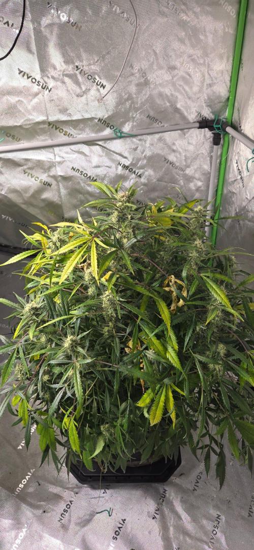 First Pollen Project Part 2 The Mothers. Week 12 - Blueberry Auto #2 x Blueberry Auto Harvested