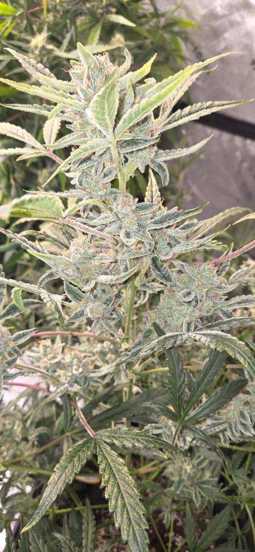 First Pollen Project Part 2 The Mothers. Week 12 - Gelato 41 Auto BX x Gelato 41 Auto BX Harvested