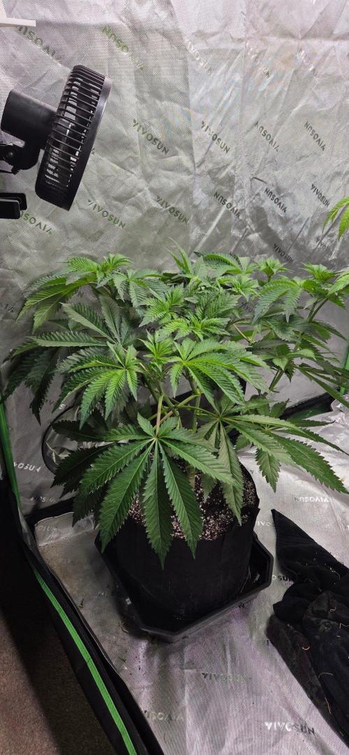 Grandaddy Purple. Week 12