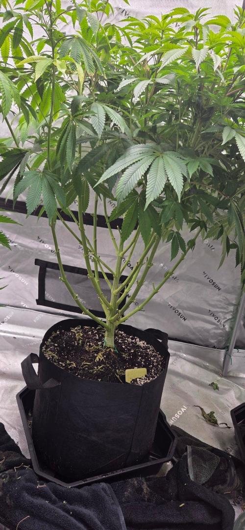 NYC Diesel. Week 16