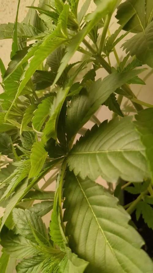 First growing | RQS |