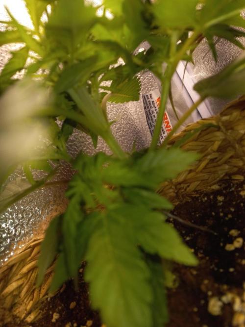 Auto Big Bang | Divineseeds |. Week 4