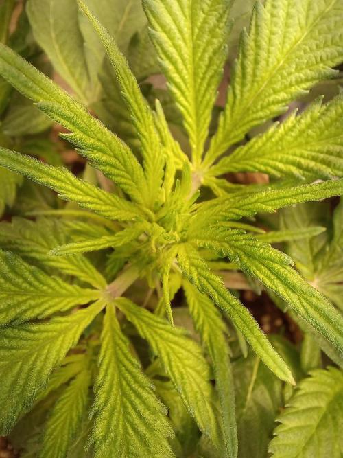 Auto Big Bang | Divineseeds |. Week 4