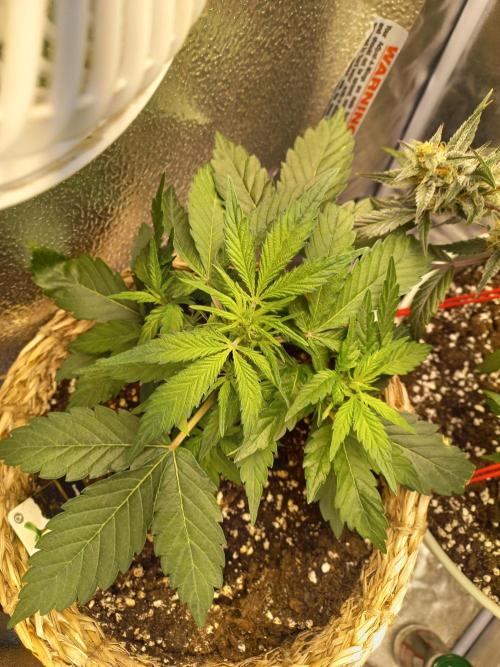 Auto Big Bang | Divineseeds |. Week 4