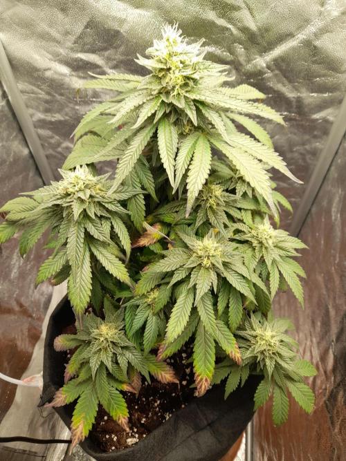 Sundae Driver | RQS |. Week 12