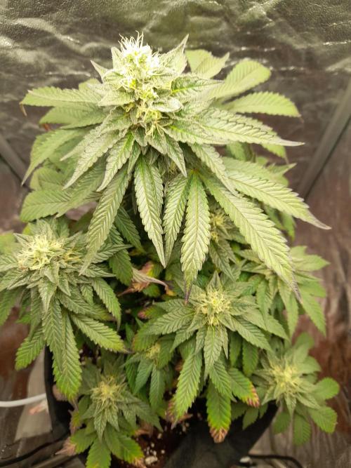 Sundae Driver | RQS |. Week 12