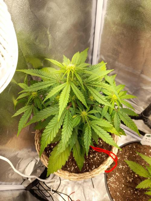 Auto Big Bang | Divineseeds |. Week 5