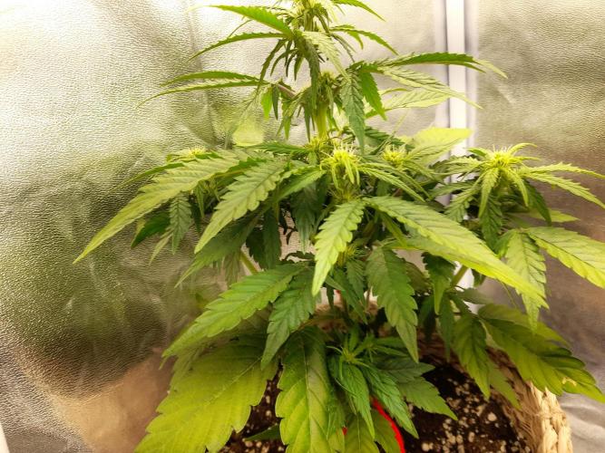 Auto Big Bang | Divineseeds |. Week 5