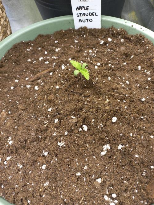 Apple Strudel Auto - 42FastBuds. Week 0