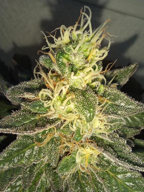 Sundae Driver | RQS |. Week 13