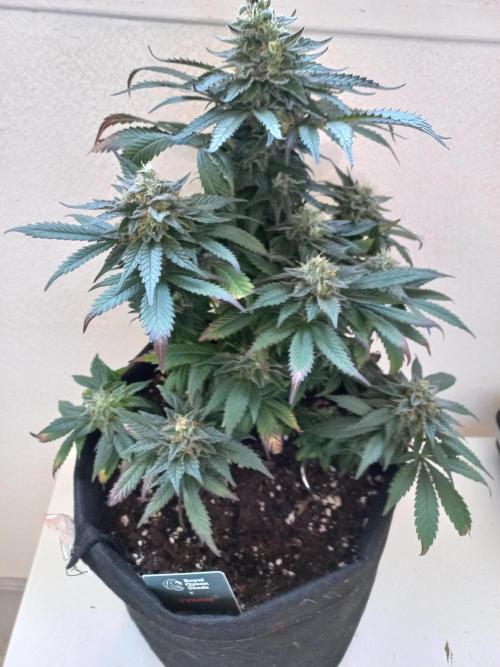 Sundae Driver | RQS |. Week 13