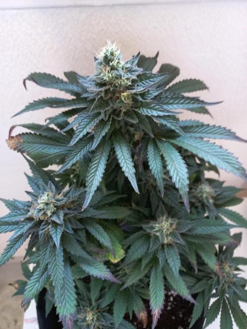 Sundae Driver | RQS |. Week 13