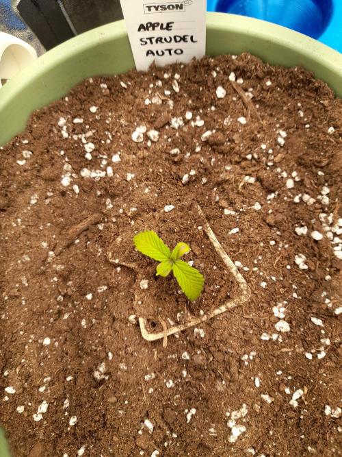 Apple Strudel Auto - 42FastBuds. Week 1