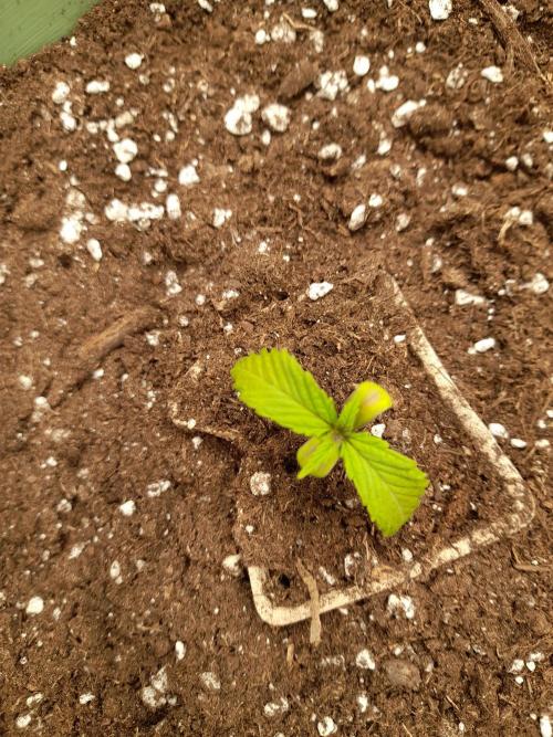 Apple Strudel Auto - 42FastBuds. Week 1