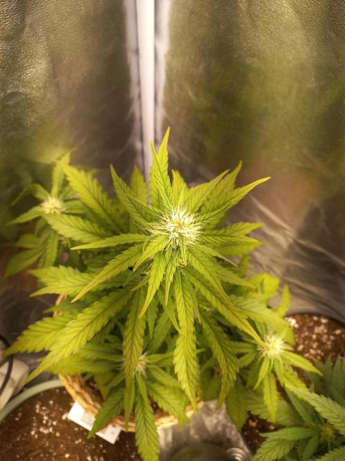 Auto Big Bang | Divineseeds |. Week 6