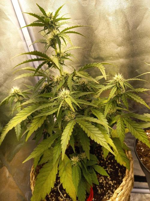 Auto Big Bang | Divineseeds |. Week 6