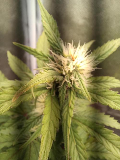 Auto Big Bang | Divineseeds |. Week 6