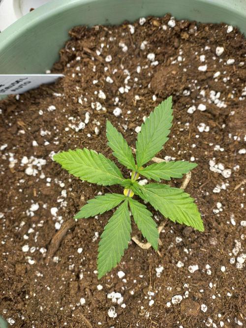 Apple Strudel Auto - 42FastBuds. Week 2